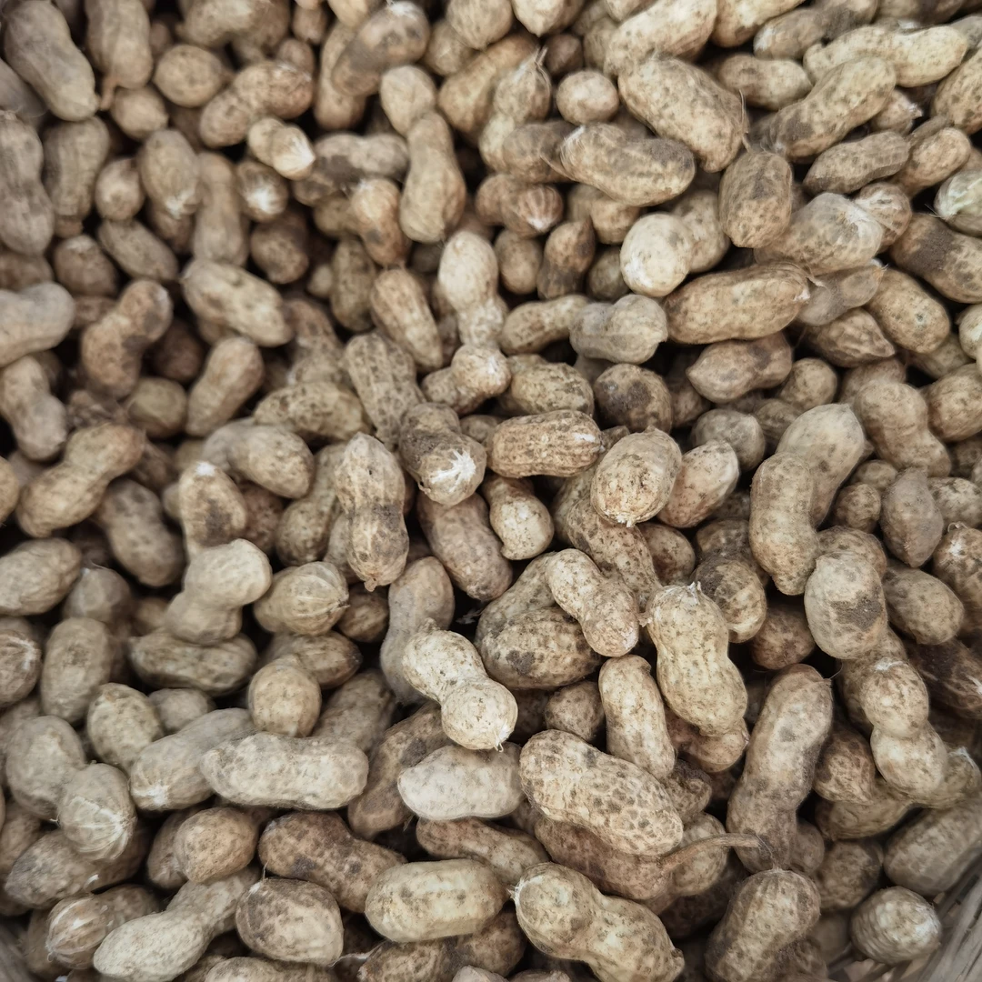 2023年安庆怀宁石牌露天当季新鲜花生