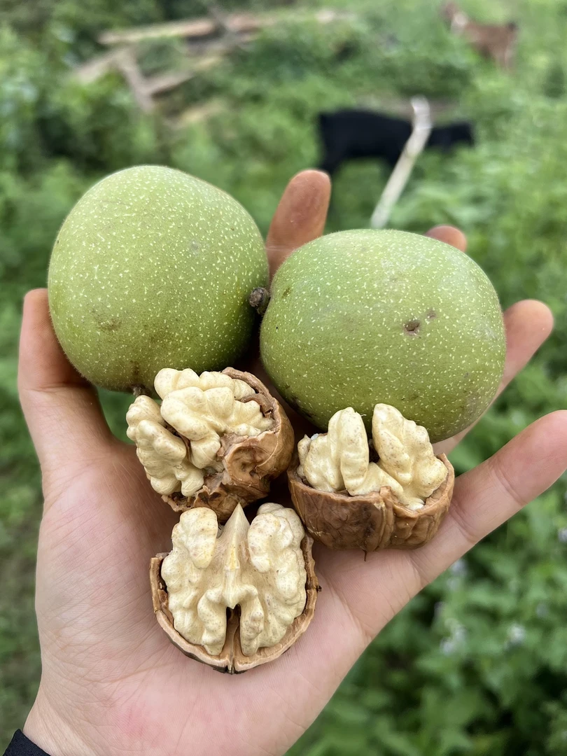 大凉山高山老树新鲜核桃孕妇核桃去青皮湿核桃