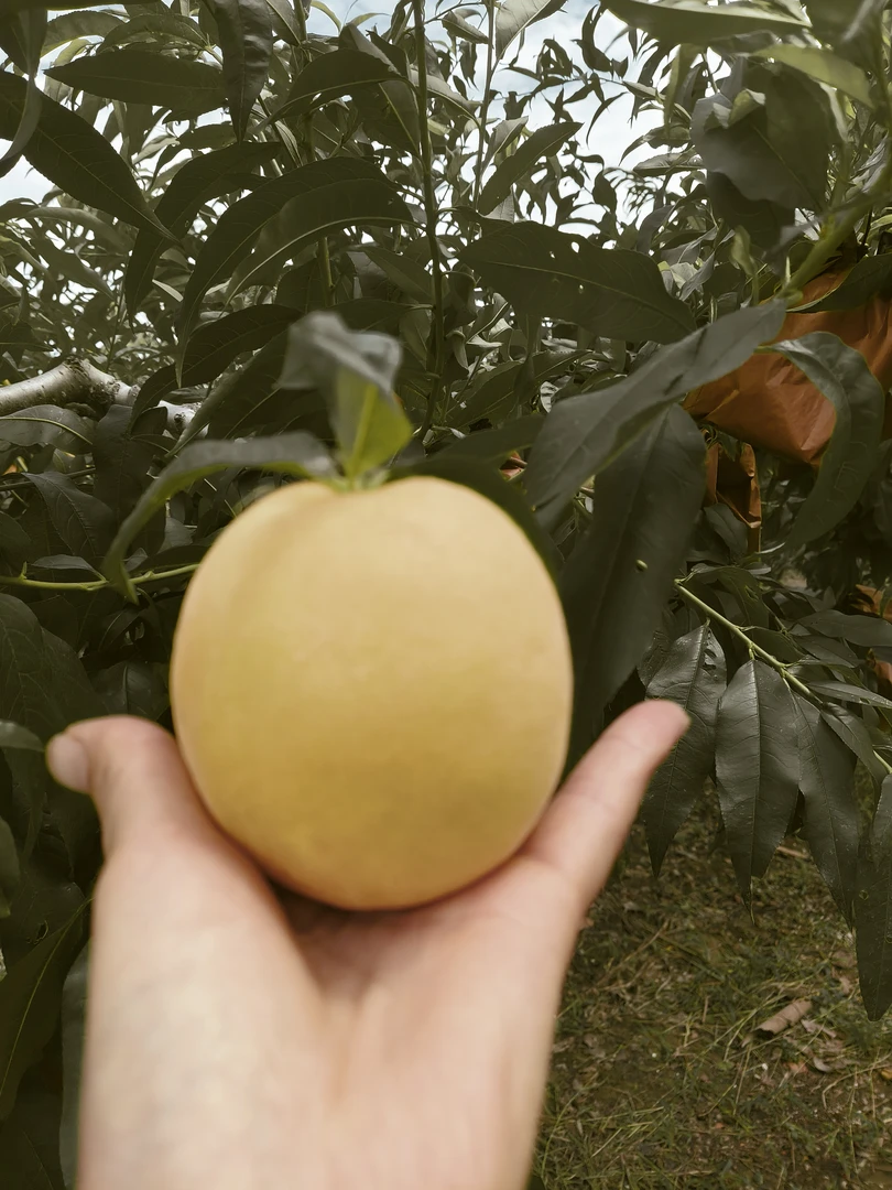 盐城种植的黄毛桃,硬吃甜脆!     软吃爆汁