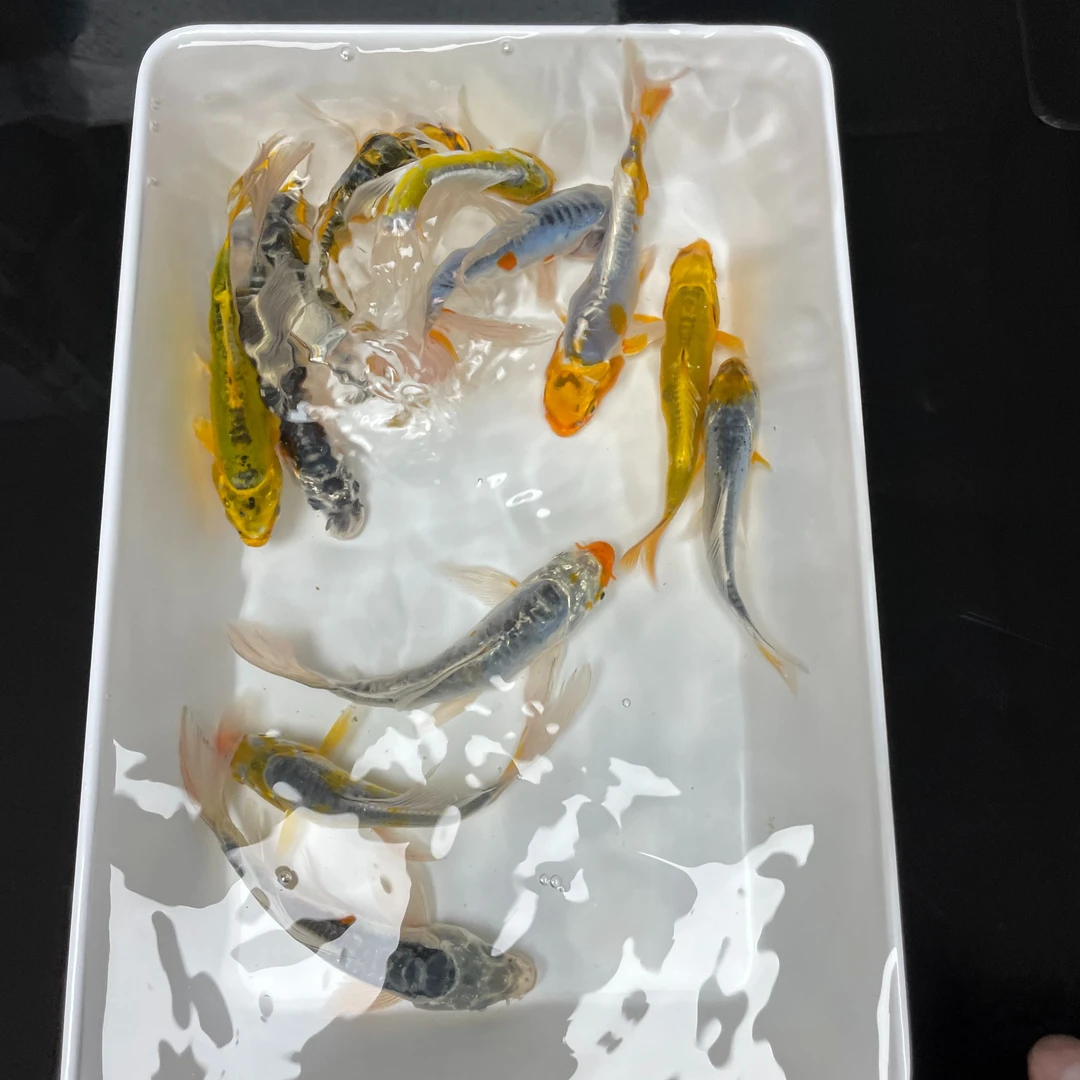 8-11cm【9条】观赏鱼  德龙混搭锦鲤 各色随机发 冷水鱼
