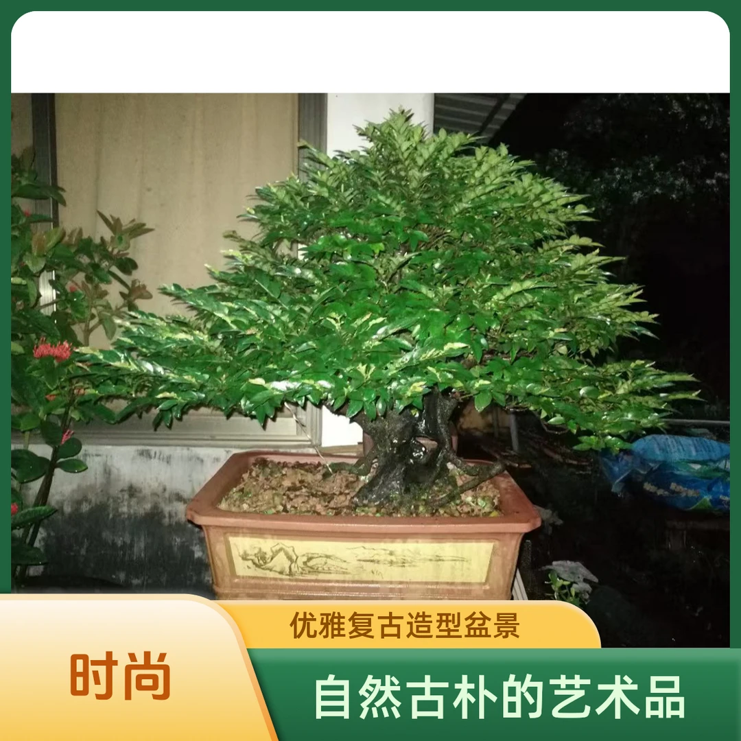 黑骨茶 黄杨 罗汉松  直播间一物一拍(下单前请询问客服）