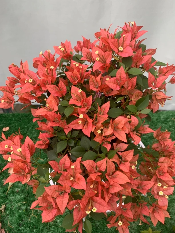 布里扎三角梅 小花小叶，花期长花量大