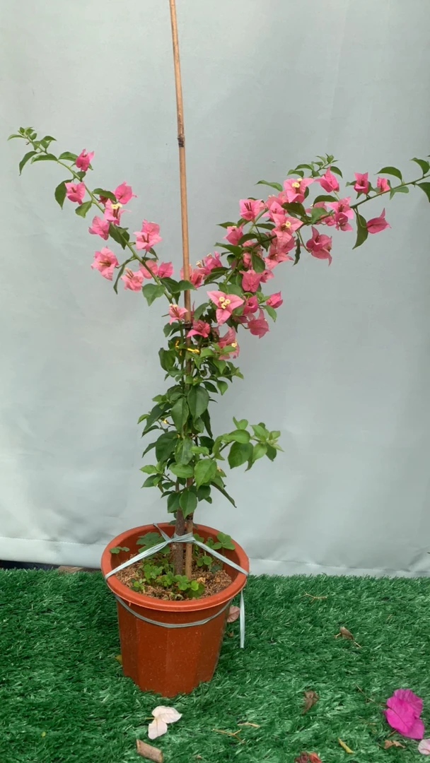 迷你樱花三角梅 又称绿叶版少女心  勤花好养