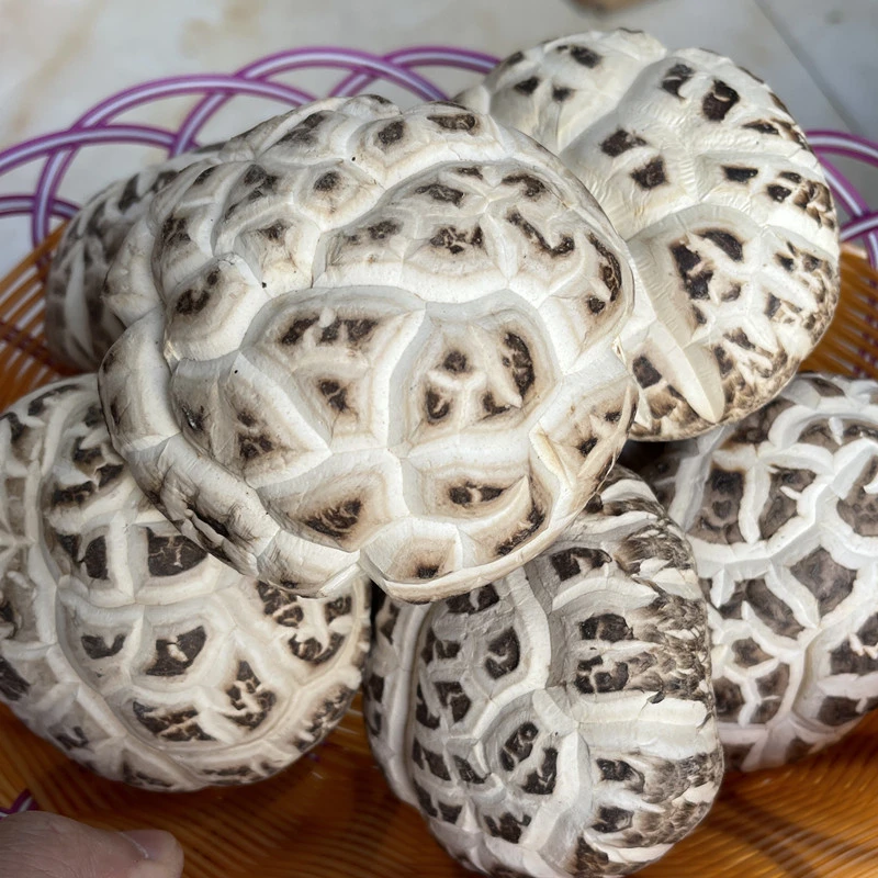 【粉丝专属】随州大花菇500g 香味浓郁厚肉香菇4-8厘米包邮