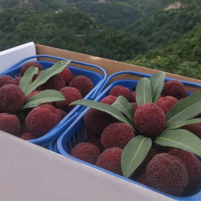 【福建省外】真空包装|霞威第一家自摘浮宫杨梅王|原生态 现摘现发