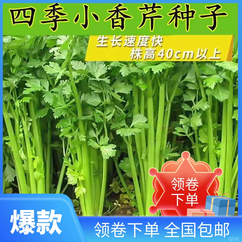 易菜种籽园西芹庭院生长种球四季【阳台】种子芹早熟非小香农家菜盆