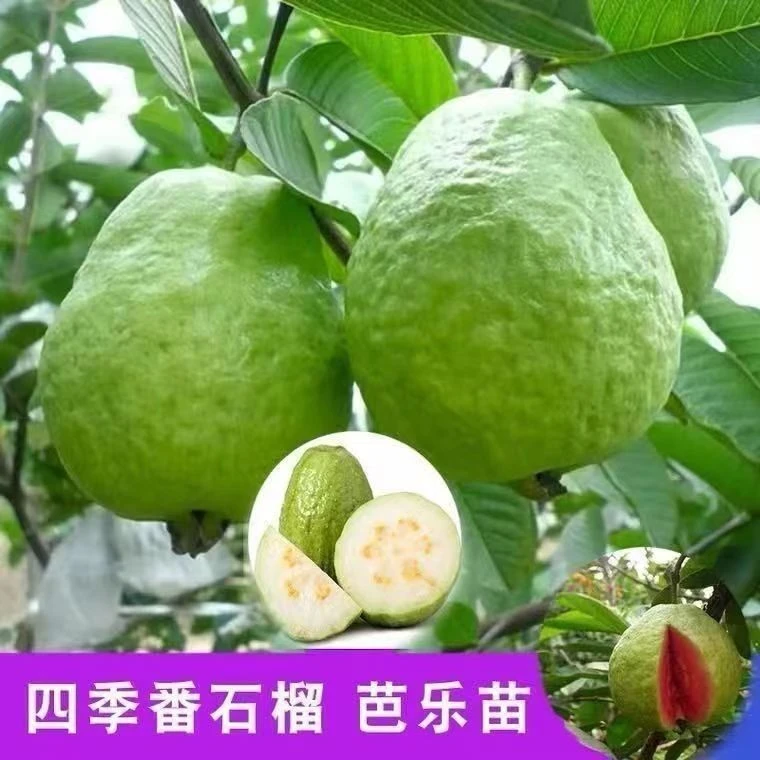 广东番石榴树苗盆栽地栽阳台庭院绿植花卉四季南北方种植当年结果