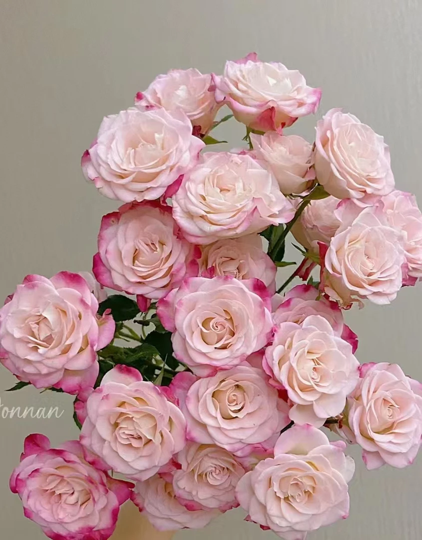 【折射】云南斗南基地现采现发品质好折射多头玫瑰10支