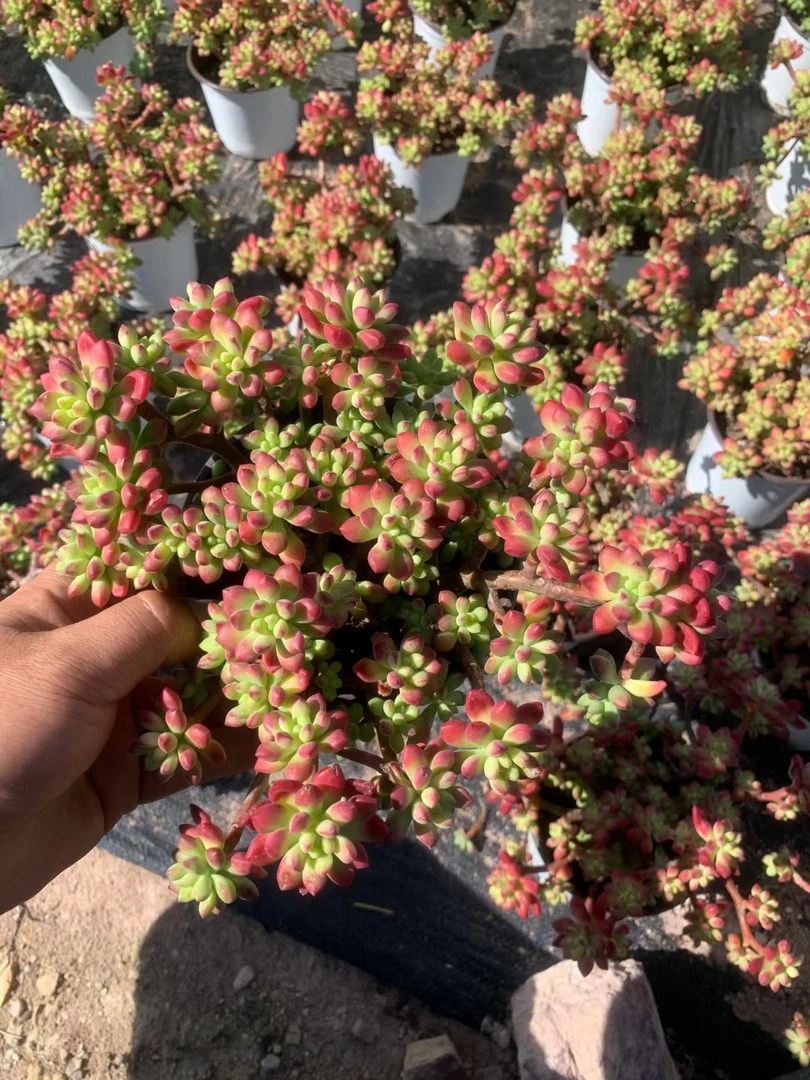多肉植物＿红旗儿25cm
