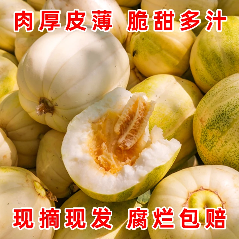 东北香瓜黑龙江新开园头茬瓜现摘先发 新鲜脆甜白糖罐小甜瓜包邮