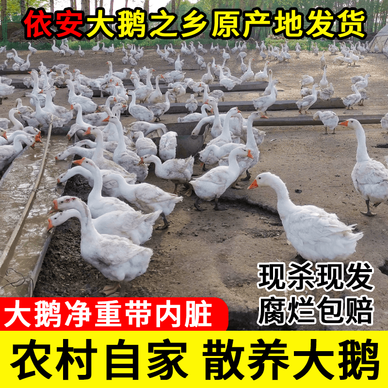 东北大鹅农村散养整支笨大鹅现杀现发白鹅之乡依安土鹅新鲜8-9斤