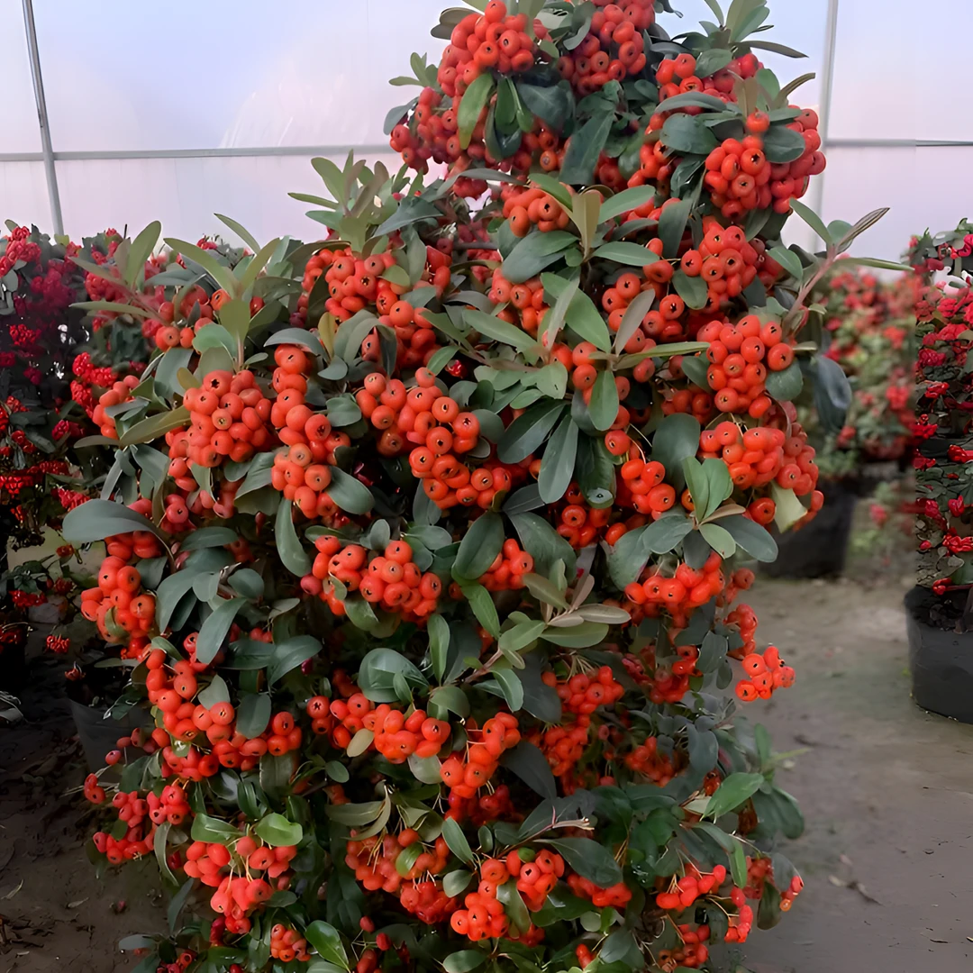 火棘果吉祥果直播间一物一拍基地直发盆景花卉海棠冬红果长寿果花
