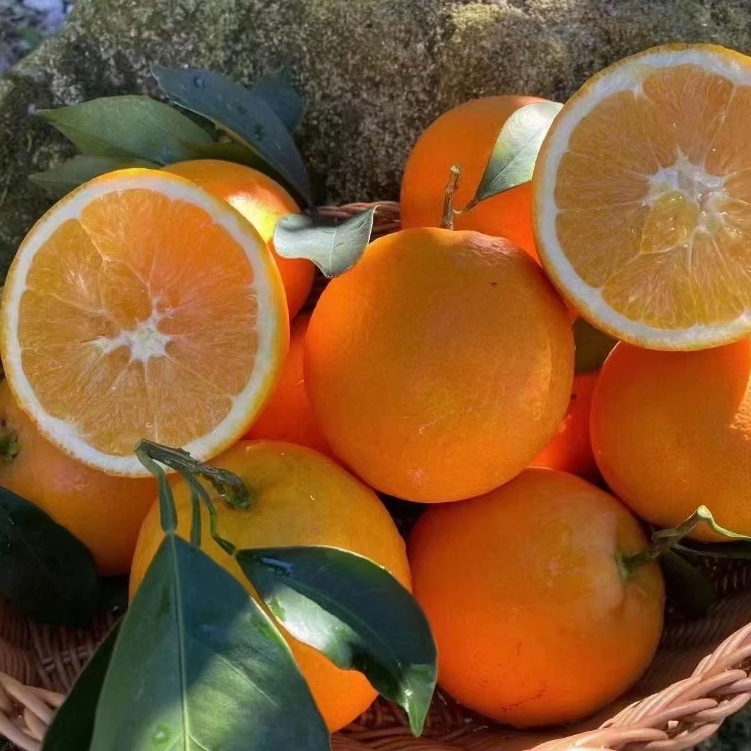 【赣南脐橙产地直发】正宗江西赣南脐橙新鲜现摘现发5斤10斤