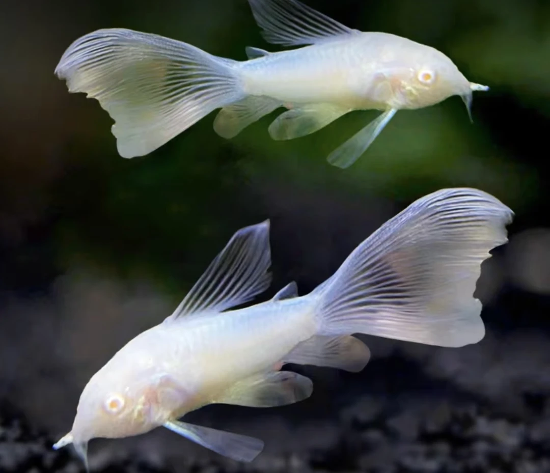 观赏鱼清洁工具鱼，养鱼必入鼠鱼