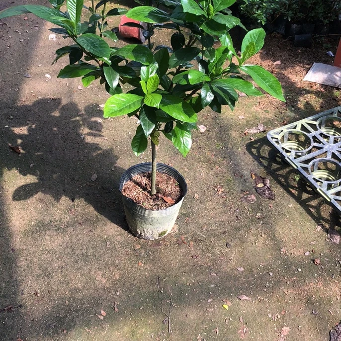 福建大叶牡丹栀子花小苗，中苗，孕育花苞期，主图仅供参考