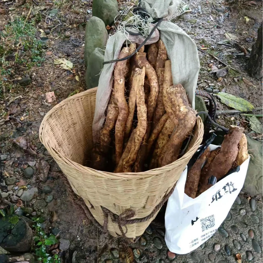 四川省成都市大邑县西岭雪山高海拔纯野生山药【大小不均】