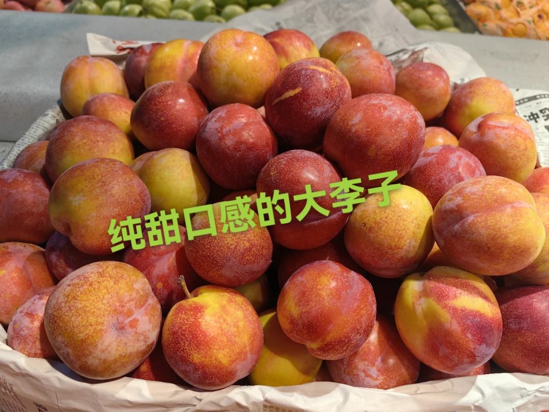 大李子2斤左右