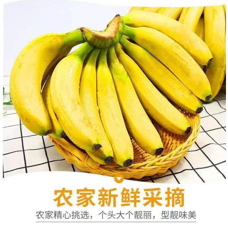 进口香蕉1.7-2斤左右