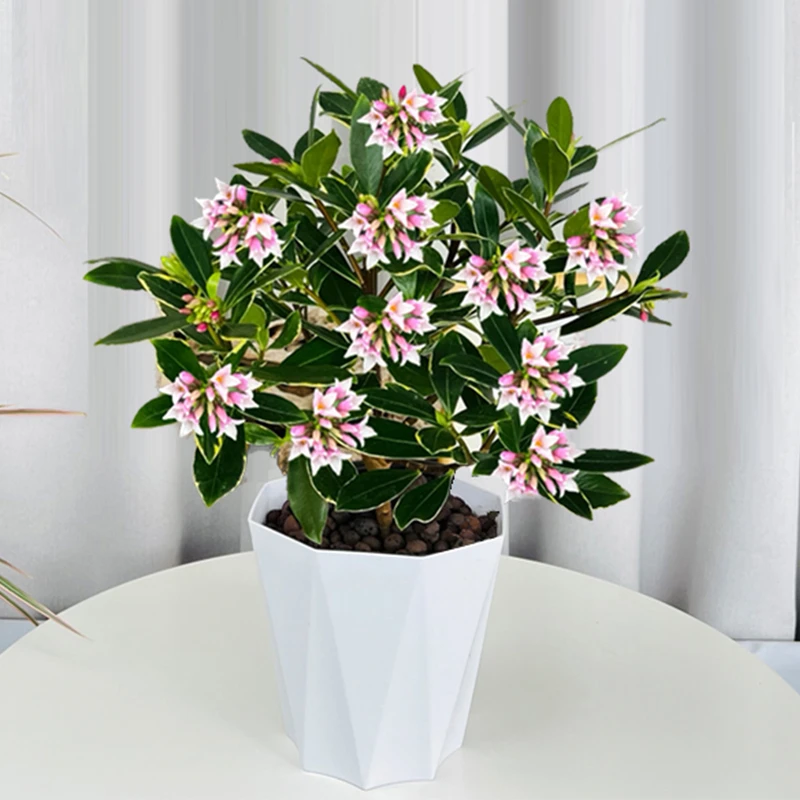 瑞香带香味耐寒盆栽植物开花很香无花苞花好养室外瑞香花别墅庭院