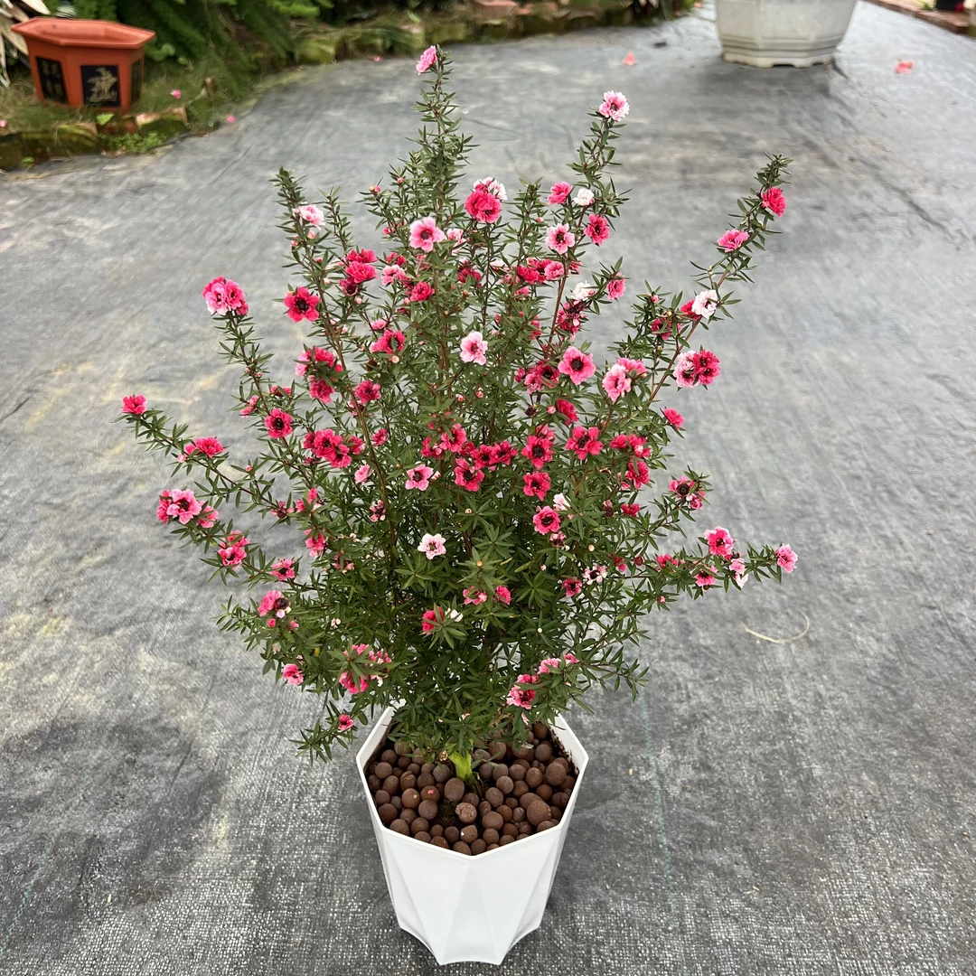 松红梅盆栽花卉带花苞发货一棵开多色的观花耐寒庭院植物盆栽好养
