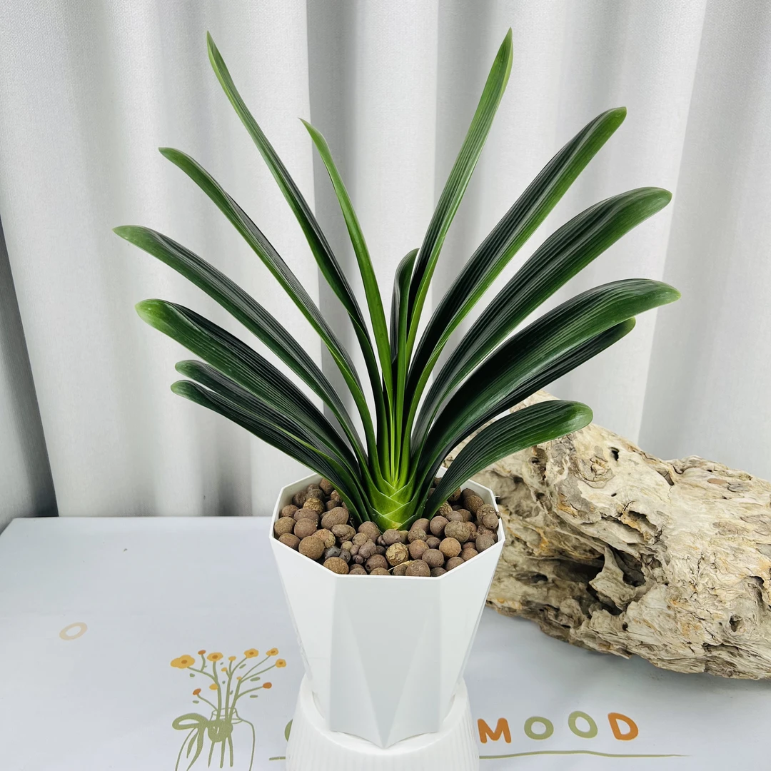 君子兰盆栽配花盆盆栽实物办公室好养耐阴耐旱的植物大小新手可养