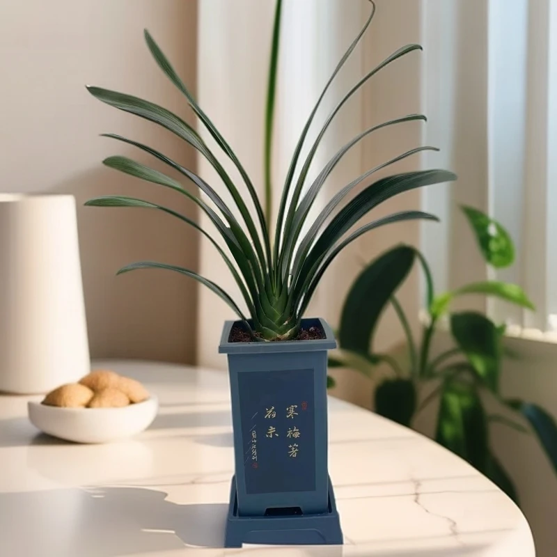 君子兰盆栽花植物室内桌面耐阴耐旱的植物花卉基地好养的懒人花卉