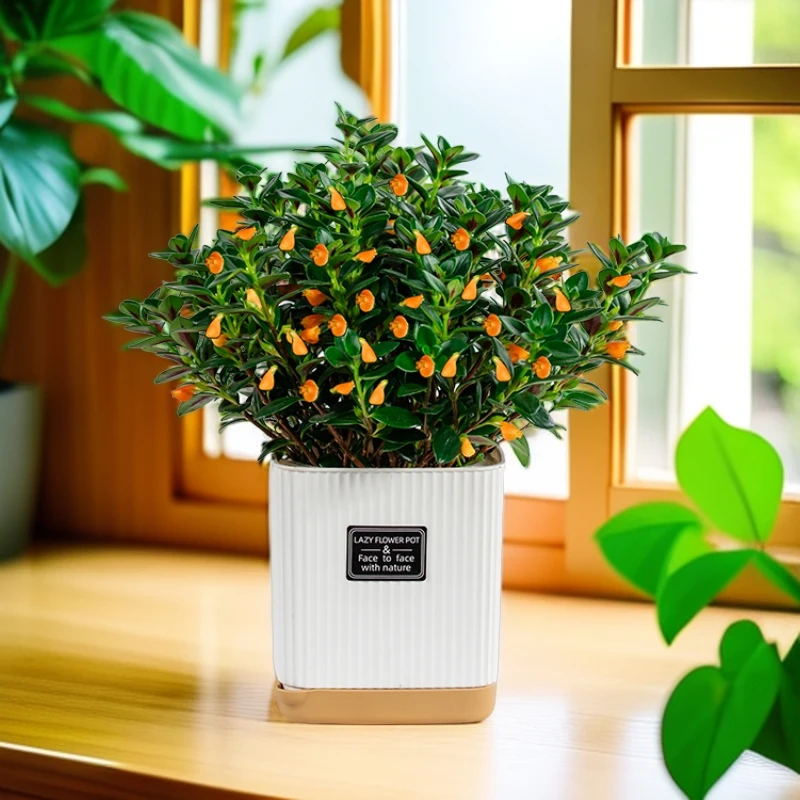 金鱼吊兰盆栽带花苞发货基地原盆原土发货室内好养耐旱土培的花卉