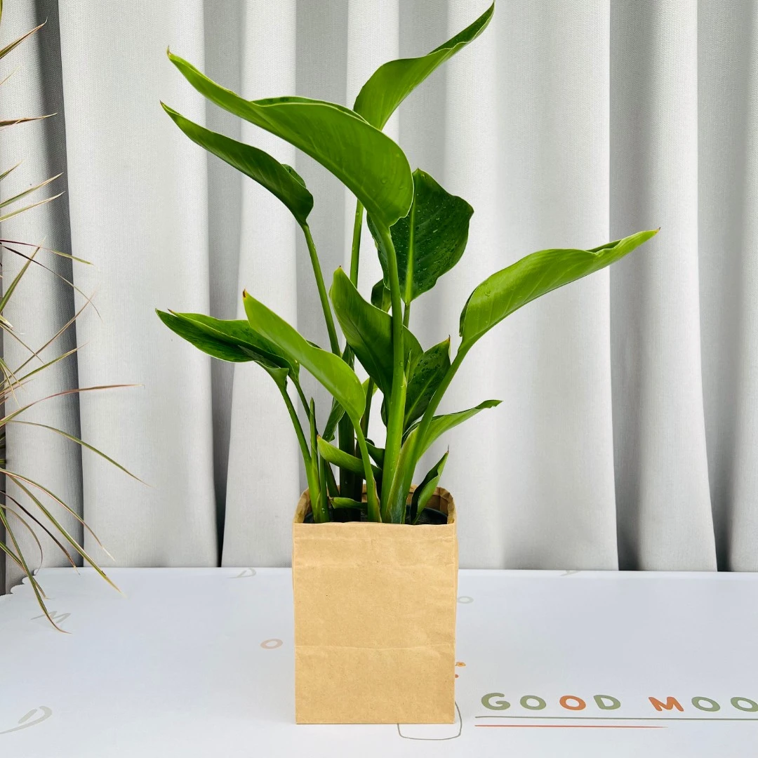 天堂鸟观叶绿植 室内耐阴盆栽植物 办公室客厅电视柜边好养的植物