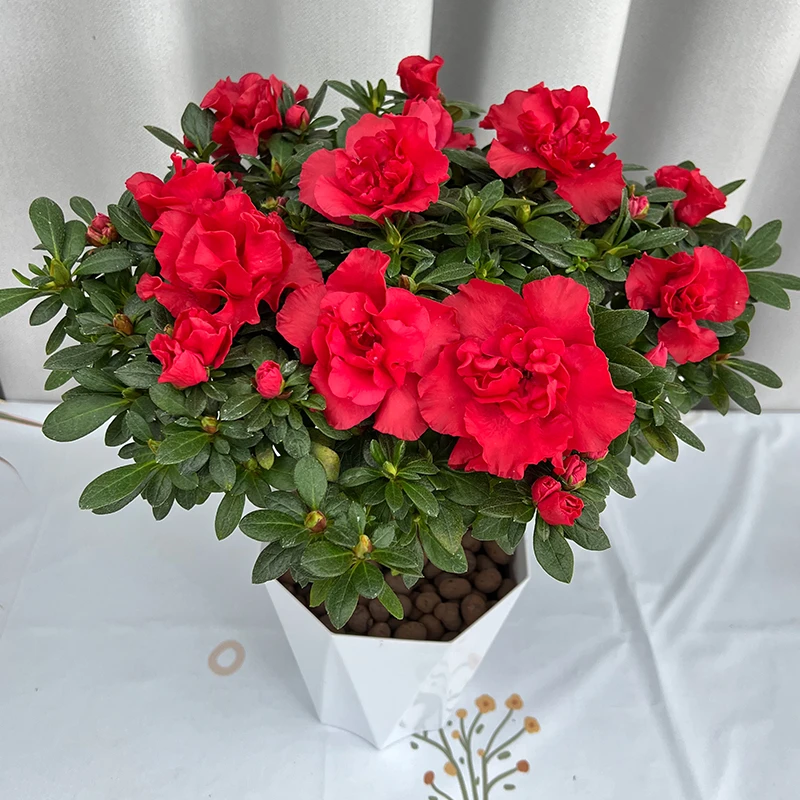 直播节 花卉杜鹃花盆栽带花苞玫红色基地原盆原土发货阳台花庭院