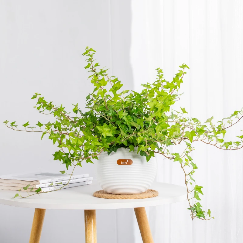 常春藤盆栽大自然水培绿植吊兰垂吊季节阳台四季常青好养长青爬藤