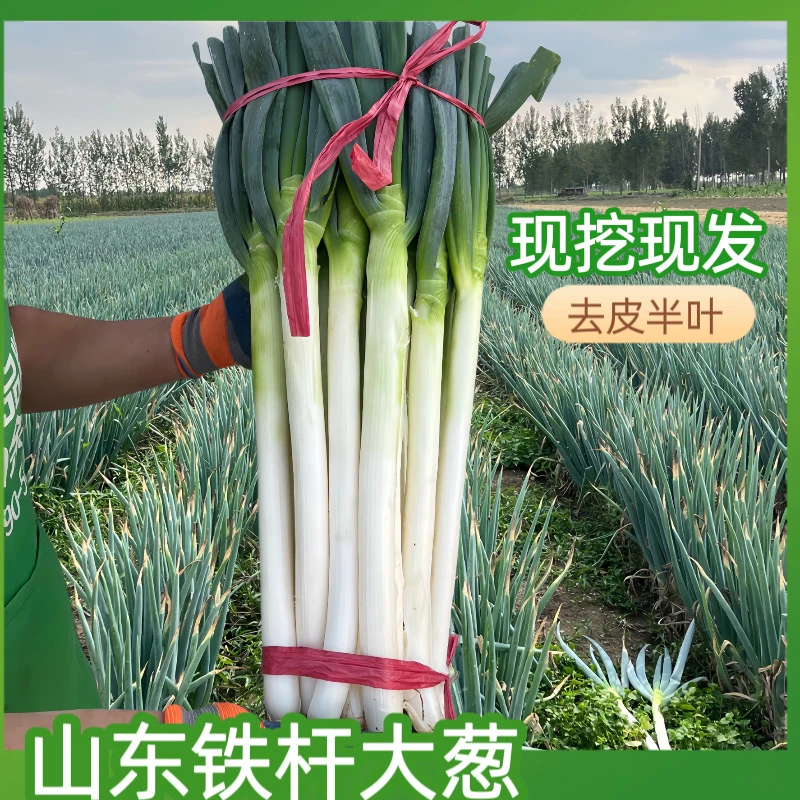 【小扬哥推荐】山东大葱新鲜甜葱特级5斤铁杆大葱非非章丘现挖现发