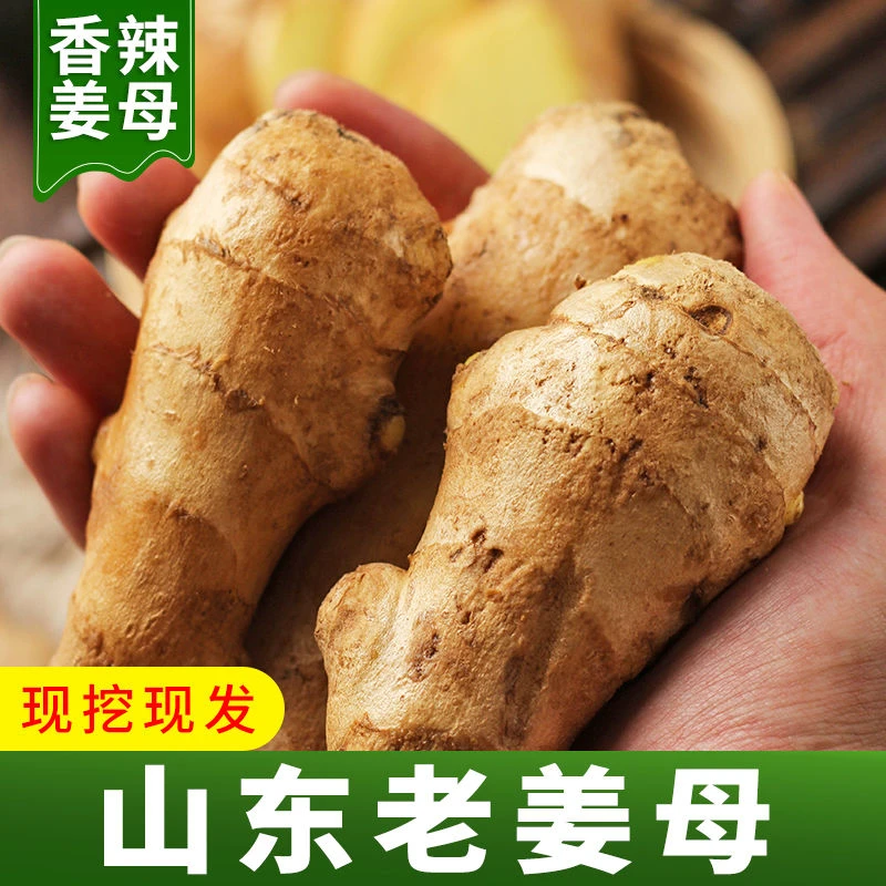 【小扬哥推荐】山东老姜母生姜干姜当季新鲜蔬菜月子姜非小黄姜嫩