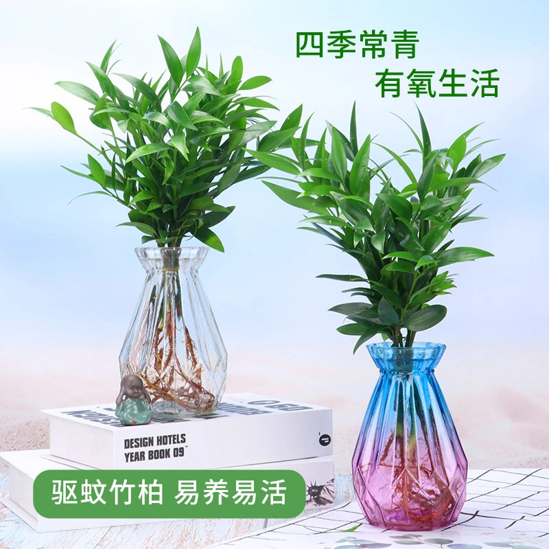 【福利】竹柏盆栽水培植物驱蚊净化空气室内客厅桌面绿植精致组合