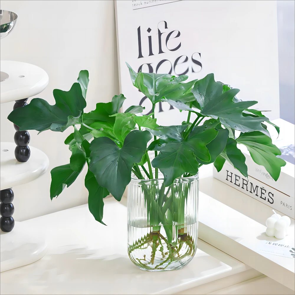 【带U型瓶】春羽水培绿植盆栽办公室室内净化空气简约创意水培植物