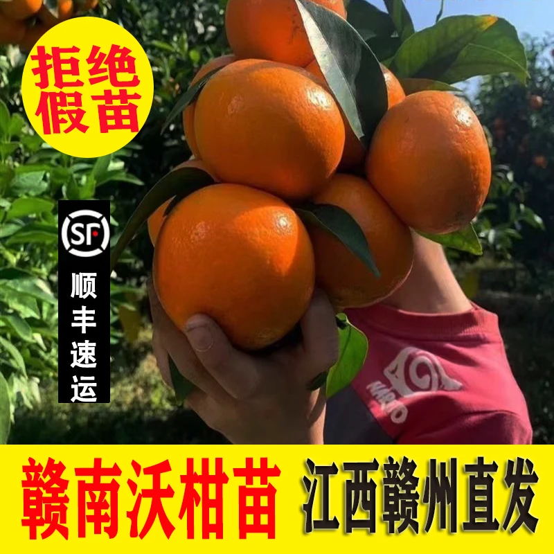 【顺丰快递】江西赣南沃柑苗赣南沃柑嫁接苗瓶载地载果苗