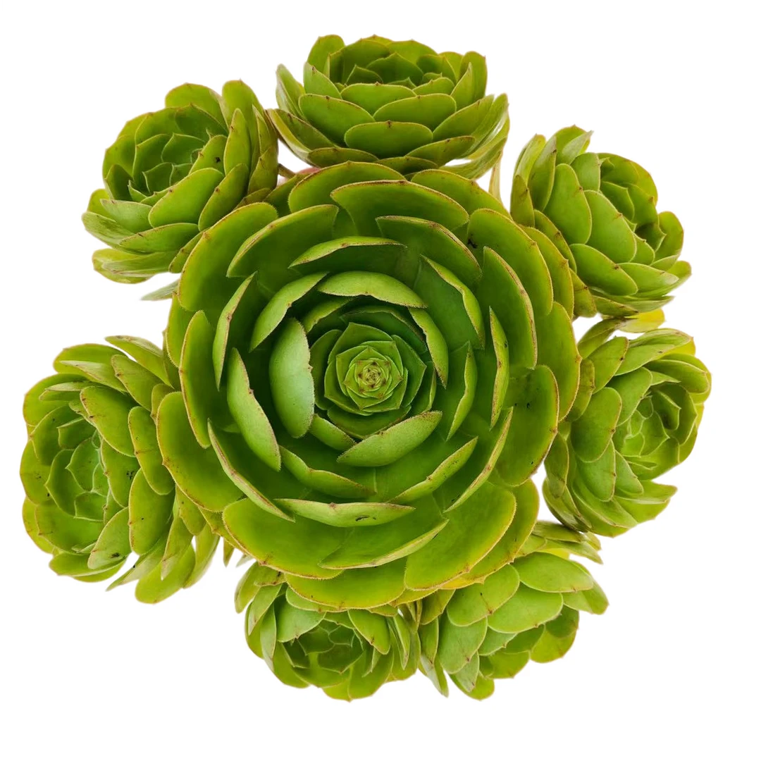 【柠檬玫瑰法师】 脱土发货 多肉植物 新手简单好养活