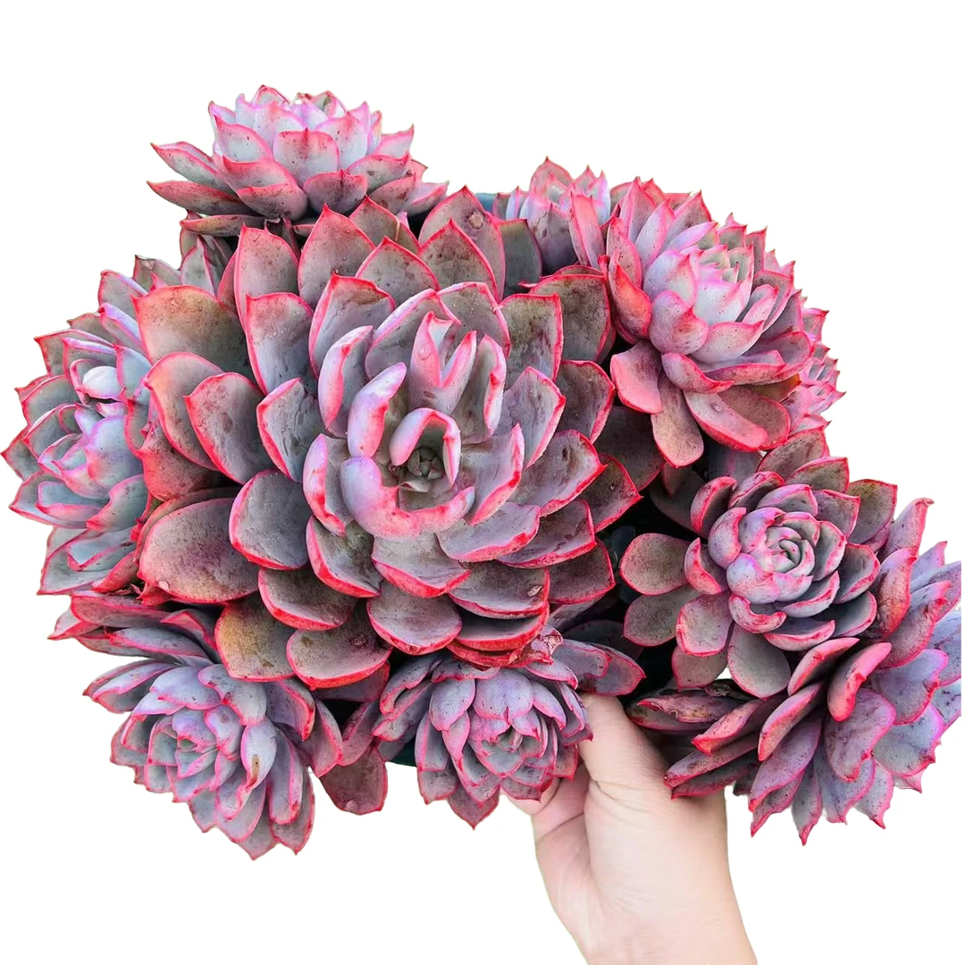 【超大精品赫拉】老桩 脱土发货 多肉植物