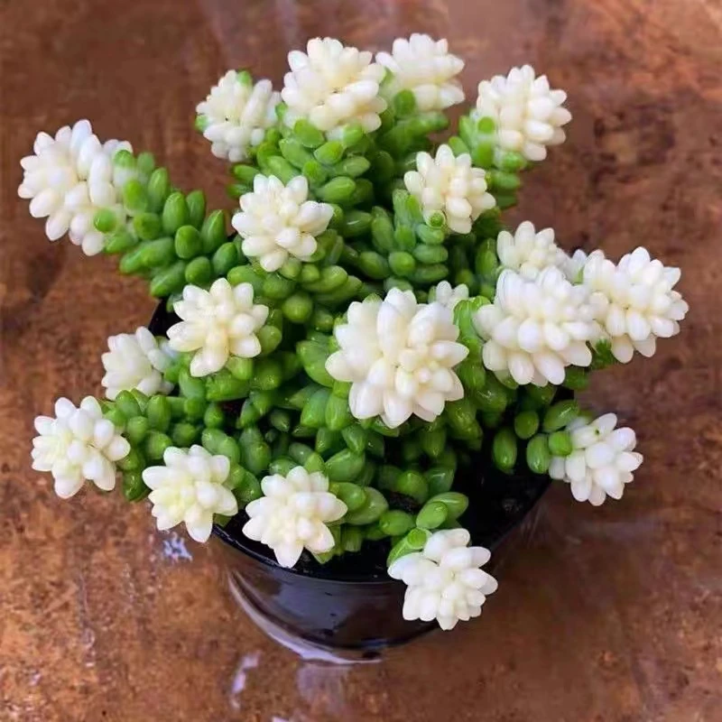 雪花玉坠带盆带土  室内外都可养 爆崽强 多肉植物