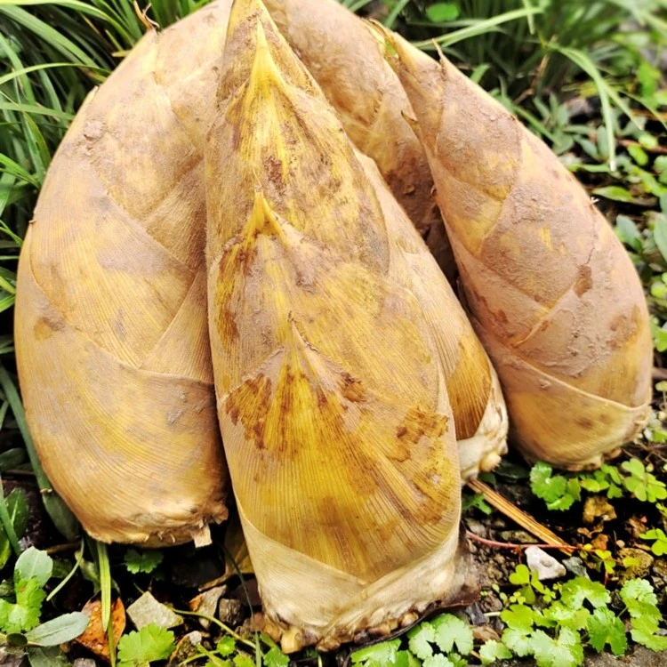 笋新鲜现挖现发江西龙虎山冬笋时令蔬菜毛笋鲜笋鲜竹笋3斤包邮
