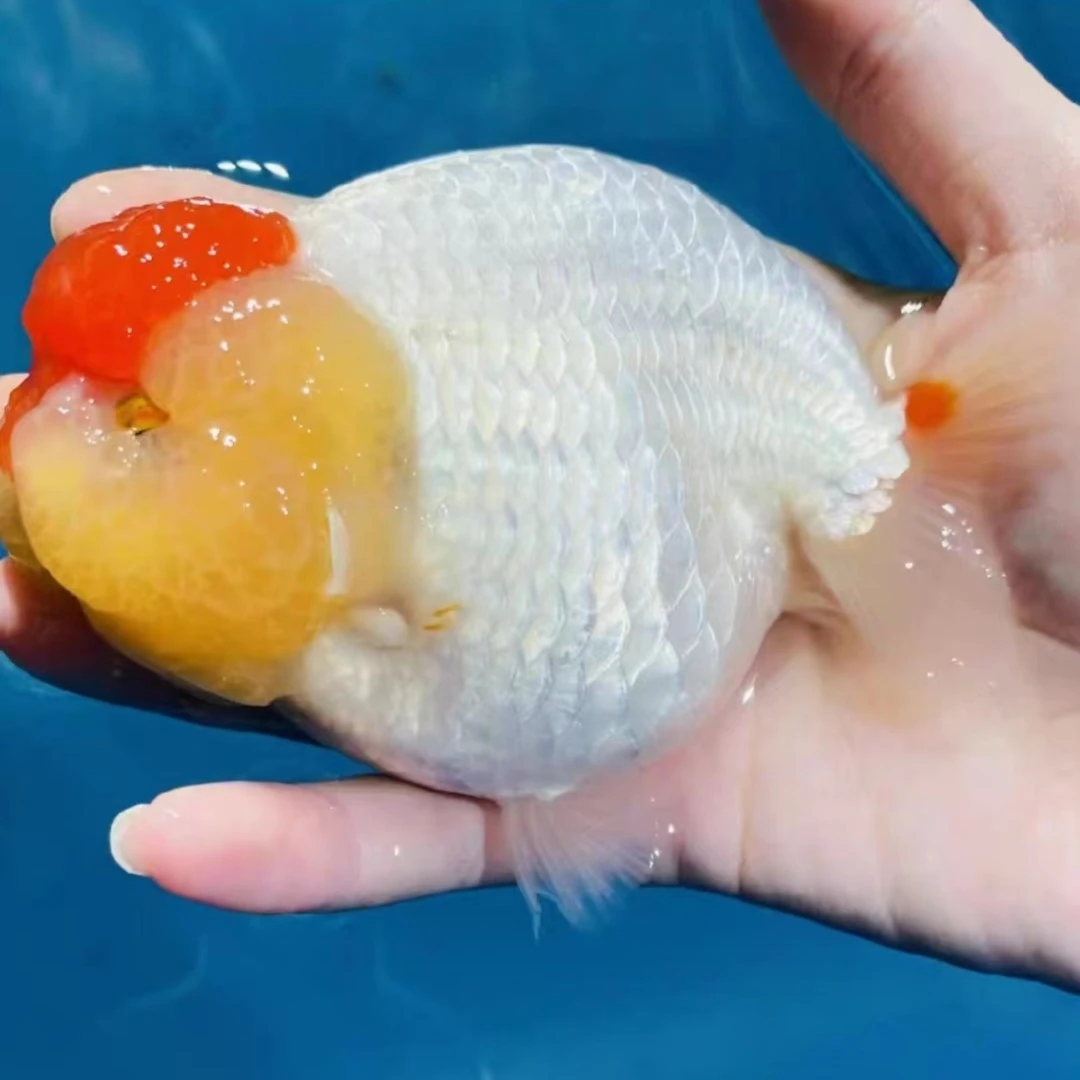 观赏金鱼活体兰寿泰狮碟尾冷水鱼淡水鱼风水鱼包邮包活渔场直销