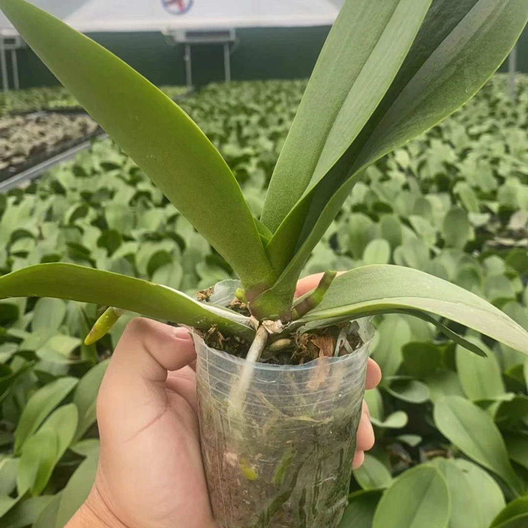 【蝴蝶兰花后苗】花色自选冬季开花蝴蝶兰室内