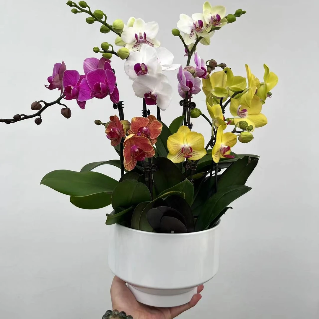 【杂色蝴蝶兰组合】多品种组合款蝴蝶兰杂色花开3个月花色冬季