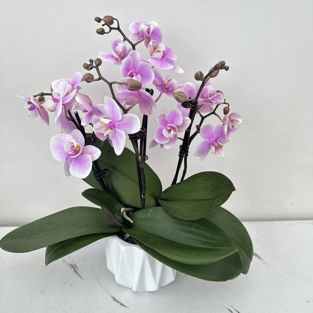 简馨优选【万人迷】-蝴蝶兰花 花盆摆设客厅摆设种植基地发货2-4