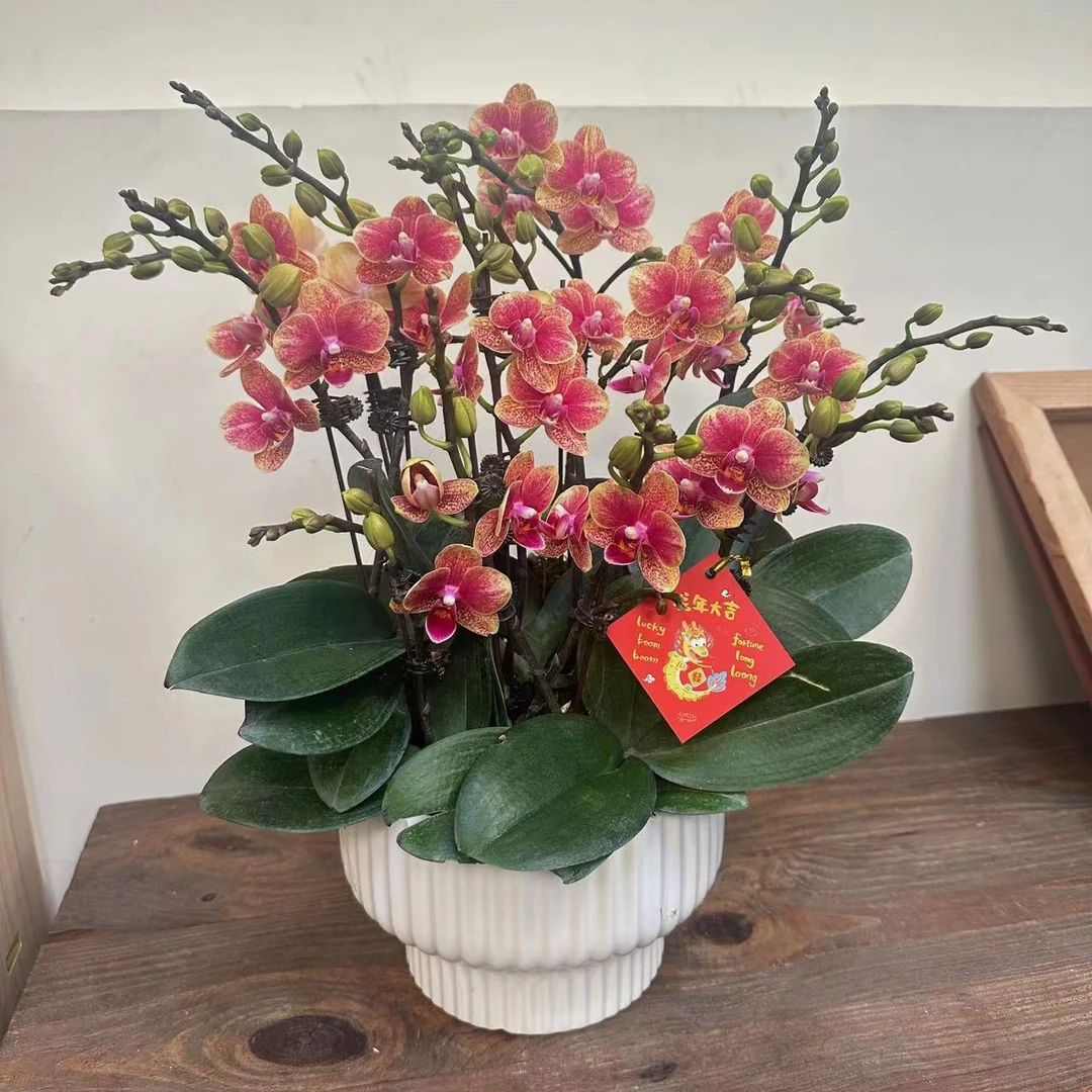 简馨优选【金蝶】蝴蝶兰花卉 易养花期久5-10