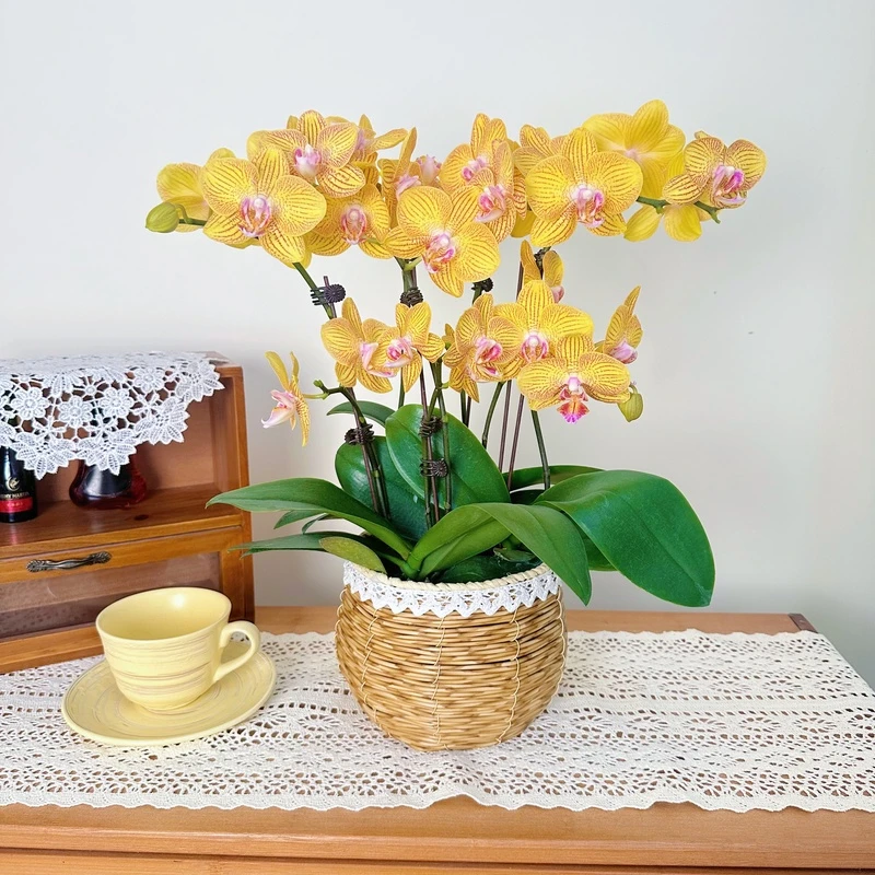 简馨优选【龙袍】蝴蝶兰花 花摆设客厅摆设种植基地发货3-5