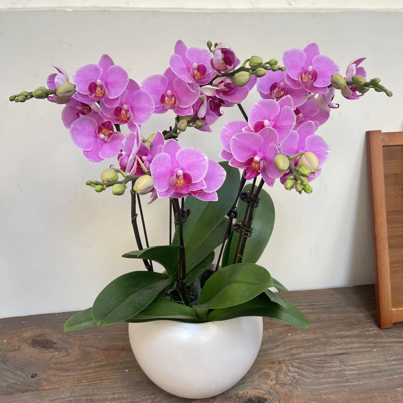 简馨优选【紫蝶】-蝴蝶兰 组盆摆设客厅摆设种植基地发货3-6