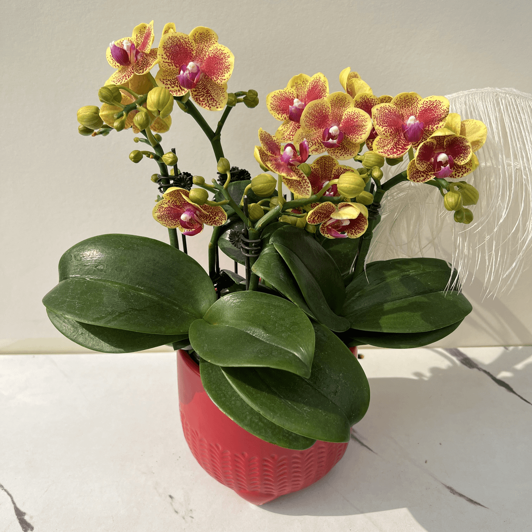 【简馨优选】A级小猴子蝴蝶兰花 艺术摆件客厅门面花艺优雅造型2-4