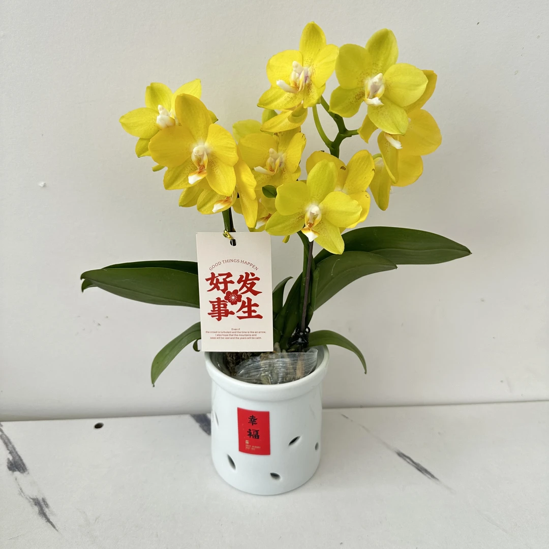 【简馨优选】阿雷佐蝴蝶兰艺术组盆客厅摆设种植基地发货1-2