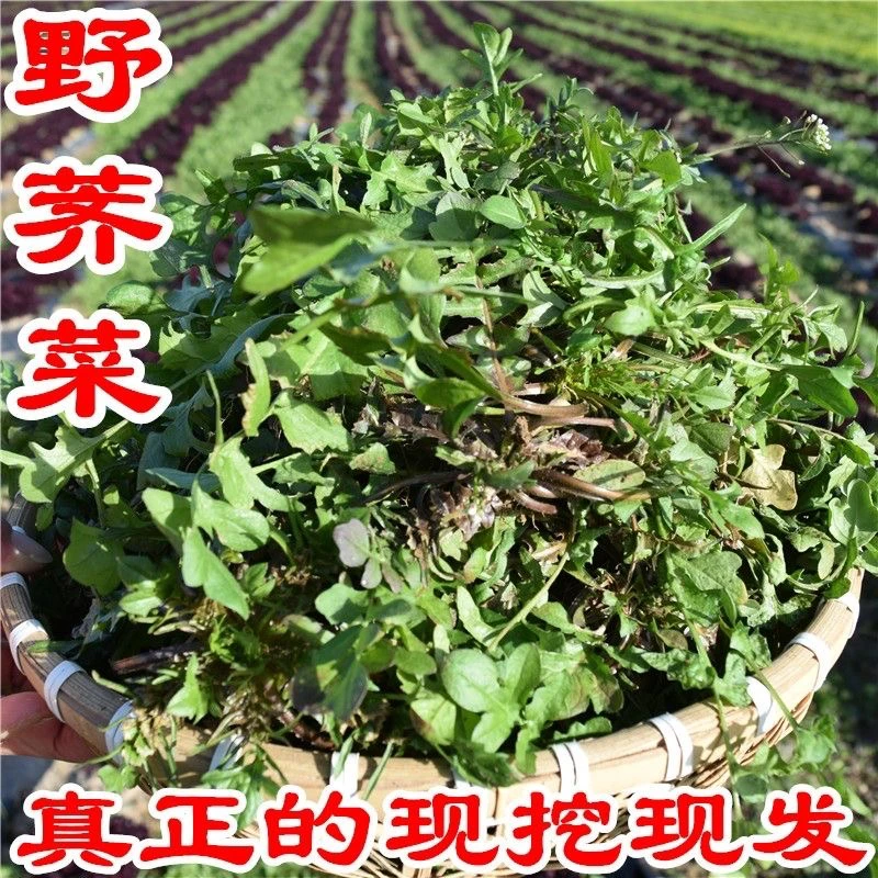 陕西秦岭野生荠菜新鲜荠荠菜现挖地菜2斤4斤包邮整箱包邮商用