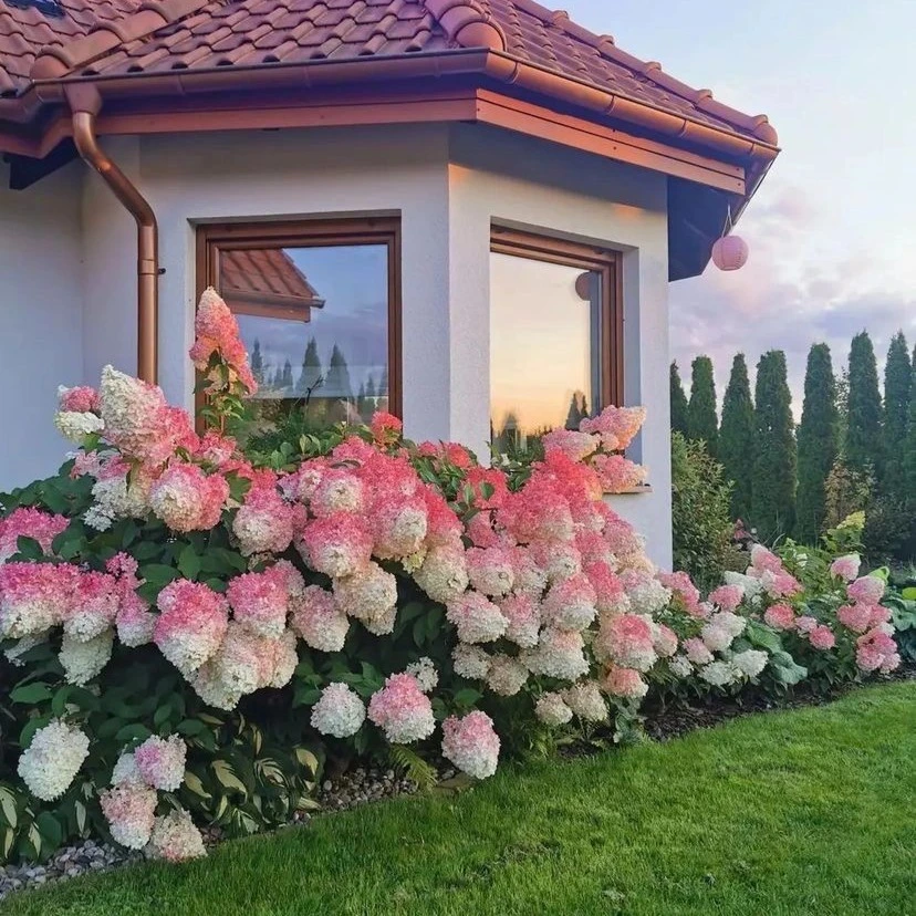 耐寒耐晒圆锥绣球香草草莓石灰灯花苗白色粉色庭院地栽盆栽花期长